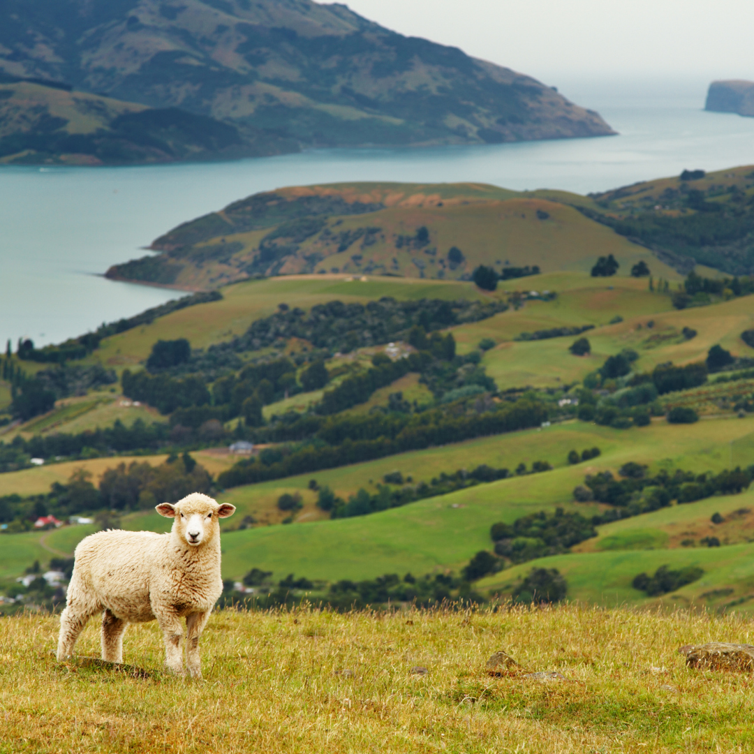 Asesoría Visa USA, Canadá, Australia, Nueva Zelanda